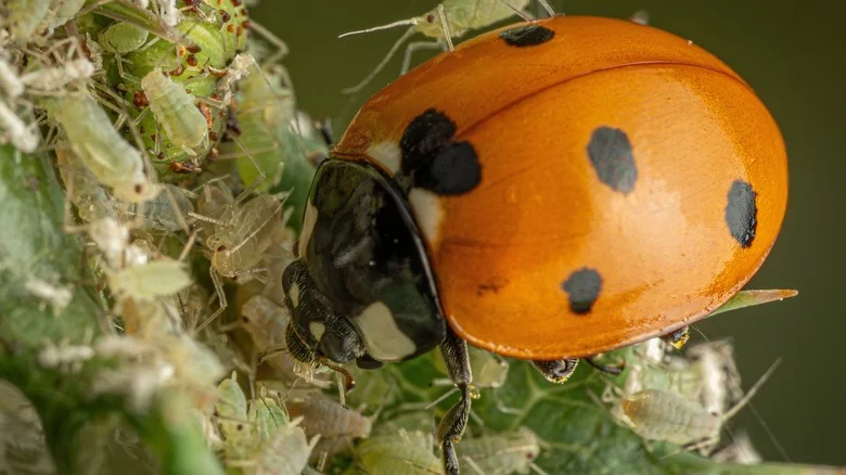 The ‘Pest’ That Can Actually Act As A Natural Pest Control In Your Garden