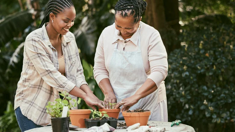 The Plant Every Gardener Who Loves Sweets Should Plant