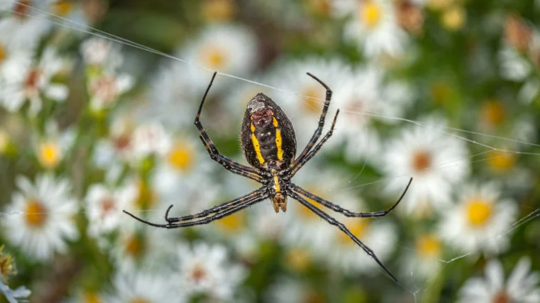 The Plant Some Gardeners Grow To Deter Spiders Naturally & Does It Actually Work?