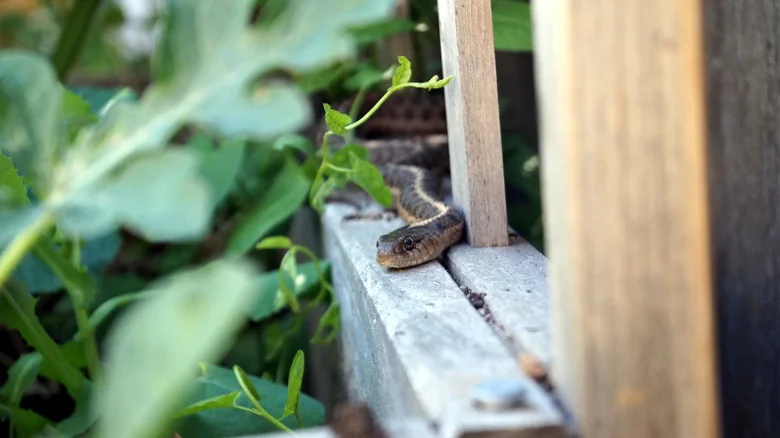 The Plant That Creates An Aromatic And Physical Barrier To Keep Snakes Away