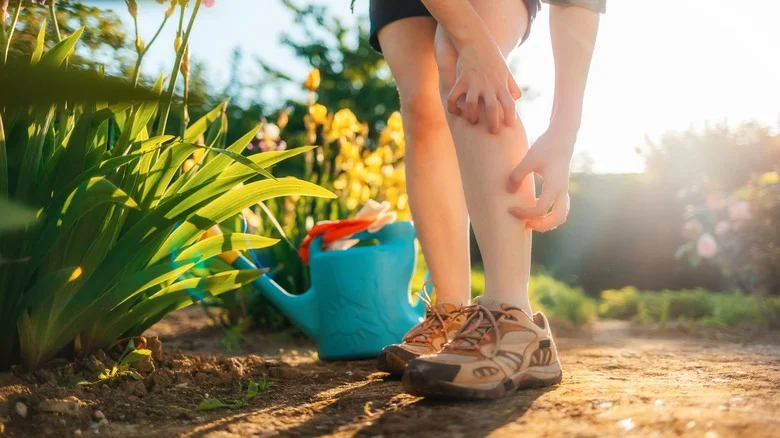 The Plant You’ll Want To Add To Your Garden If You Have A Mosquito Problem