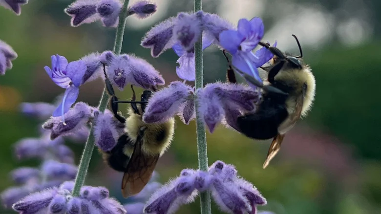 The Pollinator-Friendly Herb That Thrives From Being Pruned In Late Winter