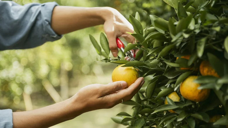 The Pollinator-Loving Plant That’s The Perfect Companion To Your Fruit Trees
