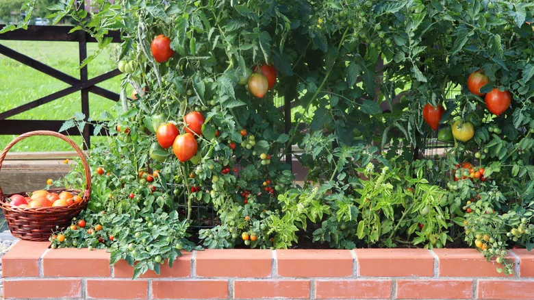 The Pollinator-Magnet Herb That Tomatoes Love Being Planted With In The Garden