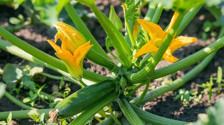 The Popular Crop You’ll Want To Grow With Zucchini In The Garden