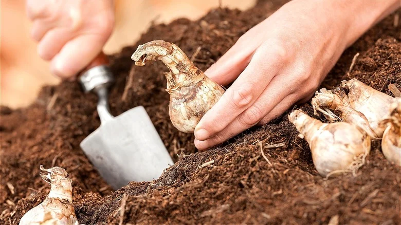 The Popular Daffodil Planting Myth You Should Skip This Fall