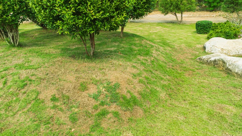 The Popular DIY Fertilizer Hack That Will Ruin Your Lawn