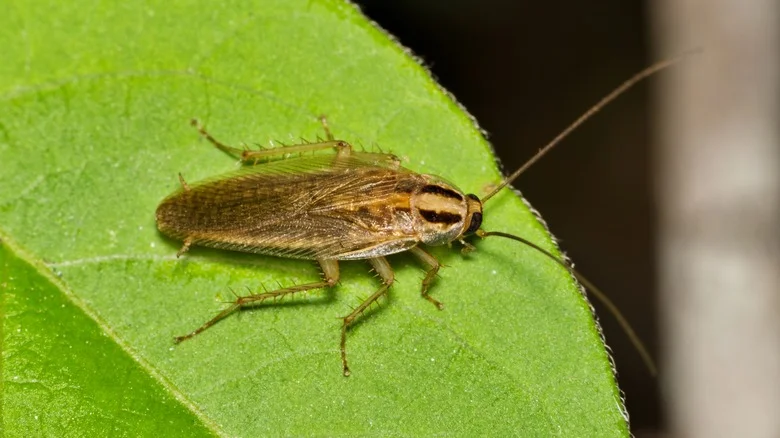 The Popular Fall Flower That Doubles As A Natural Cockroach Repellent