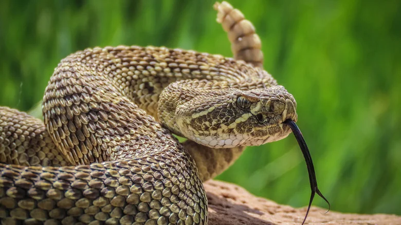 The Popular Fencing That May Be Letting Unwanted Snakes Into The Yard