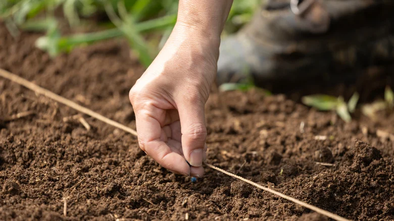 The Popular Flower You Should Grow From Seed And Not Buy As A Seedling