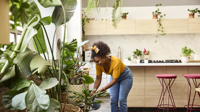 The Popular French Herb You Can Grow Indoors For Year-Round Flavor