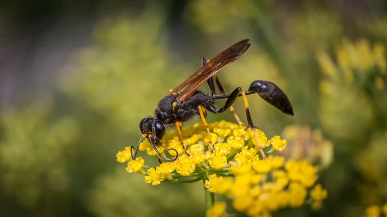 The Popular Fruit That’ll Scare Wasps Away From Your Deck