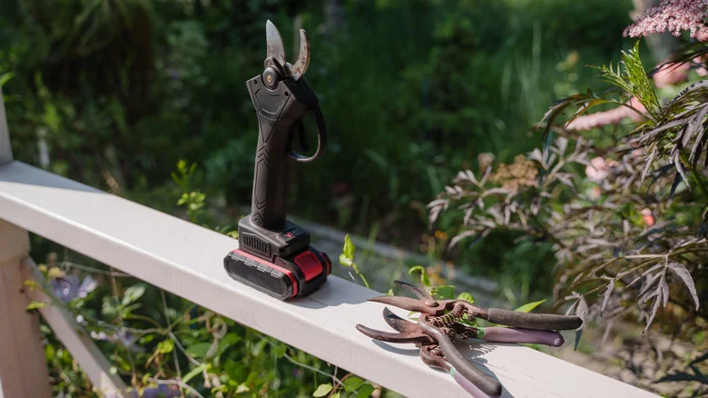 The Popular Fruit Tree You Should Be Pruning In December For Healthier, Tastier Results