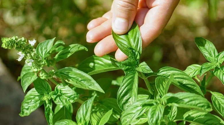 The Popular Fruits You Should Keep Far Away From Basil In The Garden