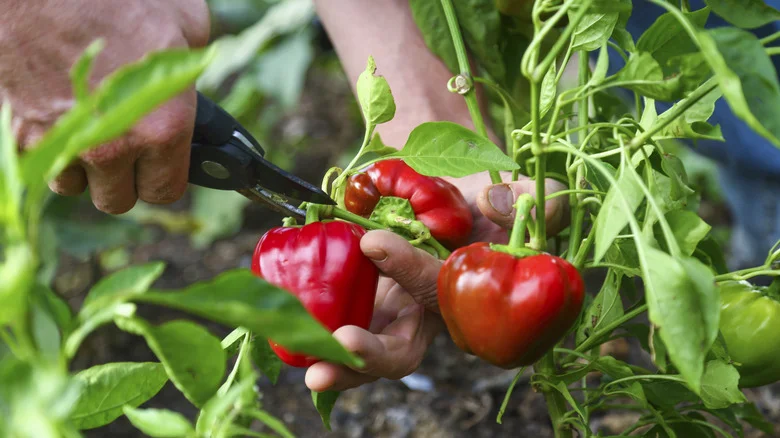 The Popular Garden Flower That Helps Your Garden Peppers Multiply & How