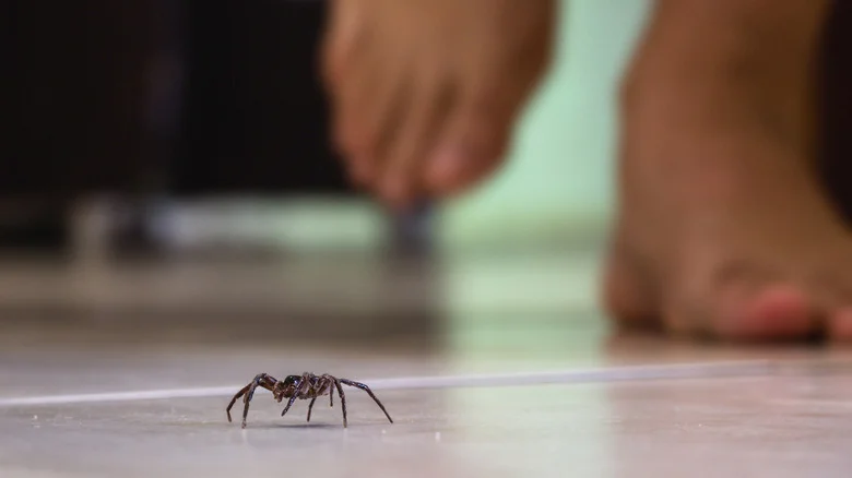 The Popular Garden Flower That Will Expel Spiders From Your Home