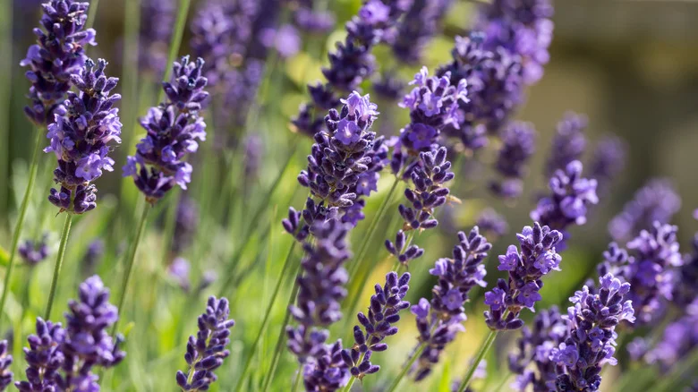 The Popular Garden Herb You Should Be Growing With Lavender
