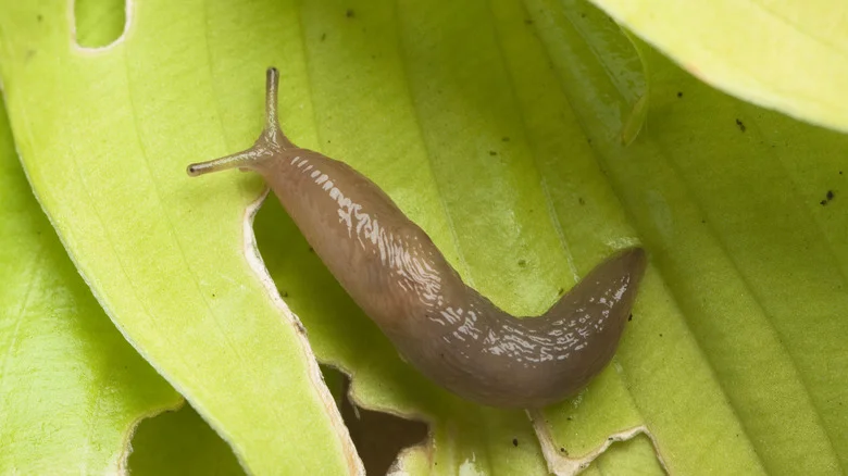 The Popular Garden Myth For Deterring Slugs That Can’t Be Trusted