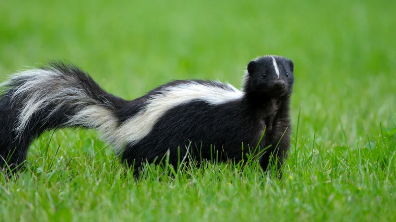 The Popular Garden Vegetable Skunks Can’t Stand