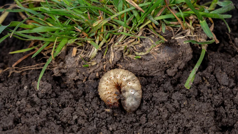 The Popular Herb That Can Help Keep Grubs Out Of Your Garden