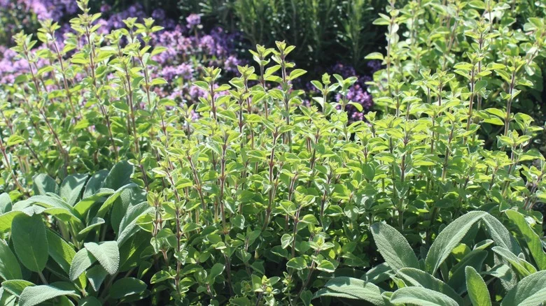 The Popular Herb You Can Still Plant In Fall (And The Best Way To Do It)