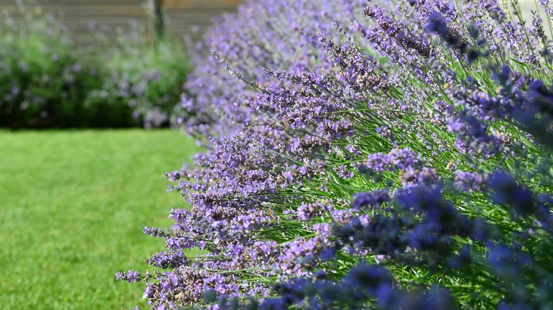 The Popular Herb You Should Avoid Planting Next To Lavender At All Costs