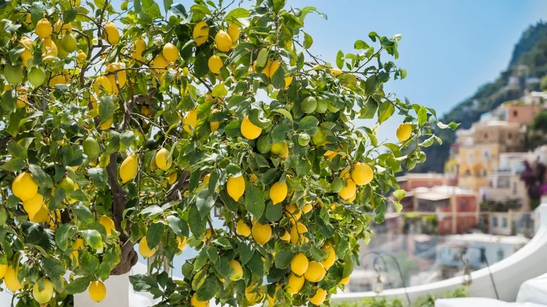 The Popular Herb You Should Consider Planting Near Your Lemon Tree In The Garden