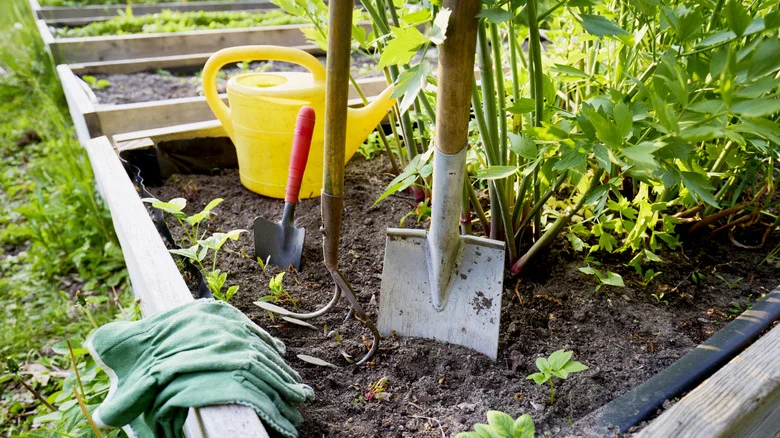 The Popular Herb You Should Never Plant In Shade