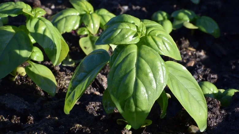 The Popular Herb You’ll Wish You Never Planted Next To Basil In Your Garden