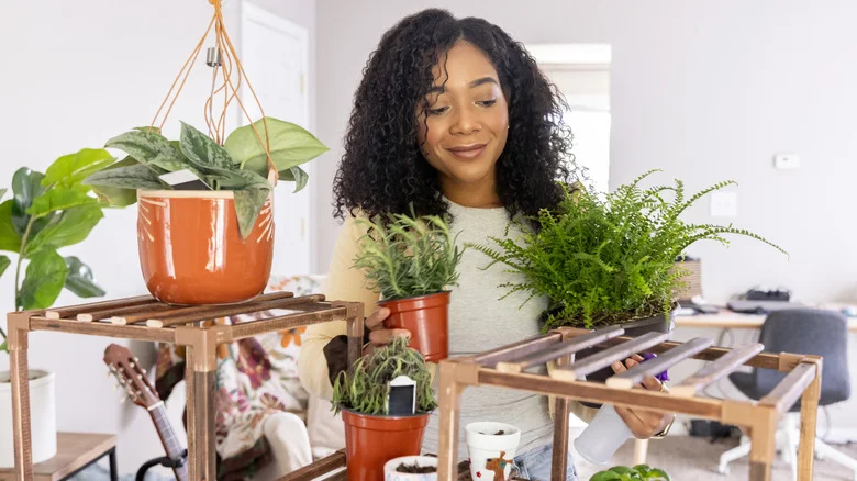 The Popular Houseplant You Can Propagate In November