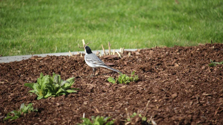 The Popular Landscape Material To Ditch For A More Bird-Friendly Yard
