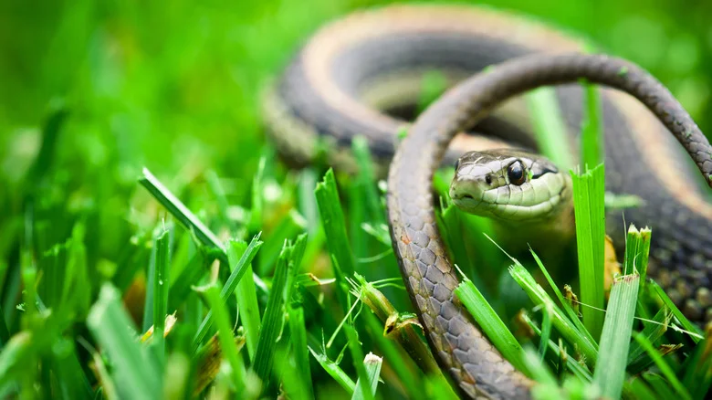 The Popular Landscaping Plant Snakes Love To Hide In