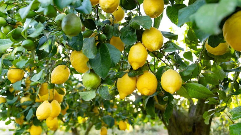 The Popular Lemon Tree Hack Experts Actually Warn Against