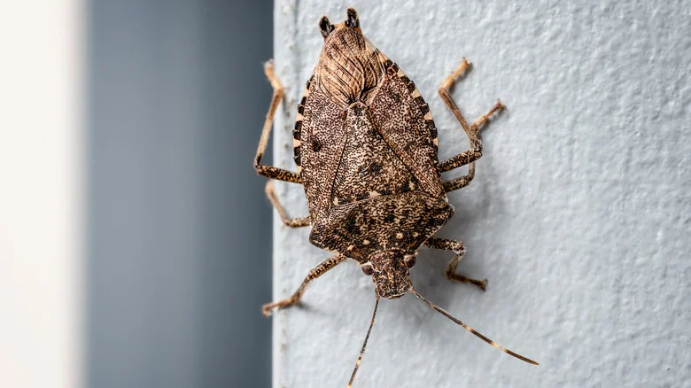 The Popular Scent You Need To Keep Stink Bugs Out Of Your Home