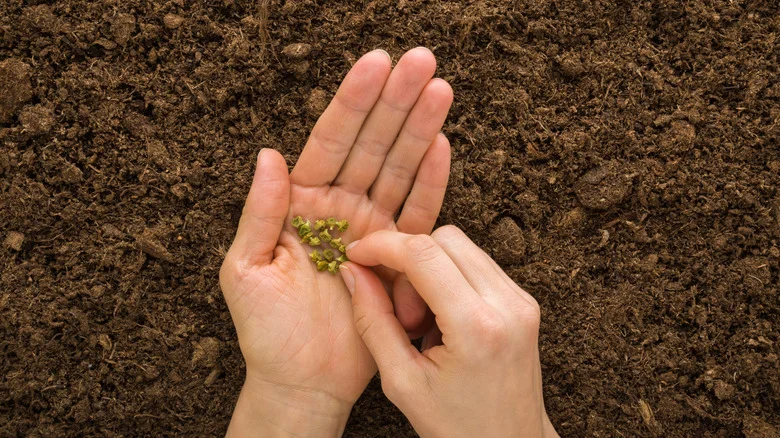 The Popular Seller You Should Avoid Buying Your Seeds From