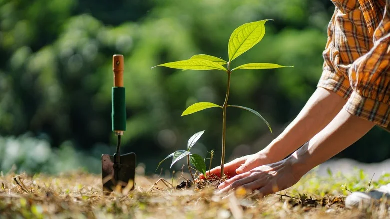 The Popular Type Of Tree That You Should Select Based On Gender