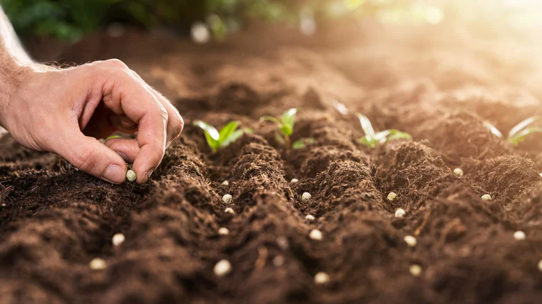 The Popular Vegetable Pinterest Recommends Planting In Spring