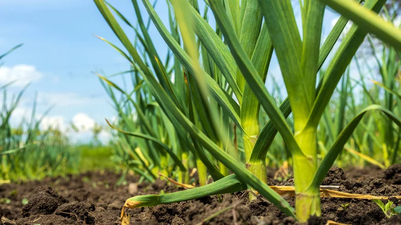 The Popular Vegetable You Should Add To Your Garden For Healthier Soil