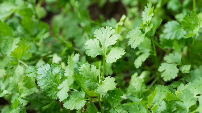 The Popular Vegetable You Should Be Planting Next To Cilantro