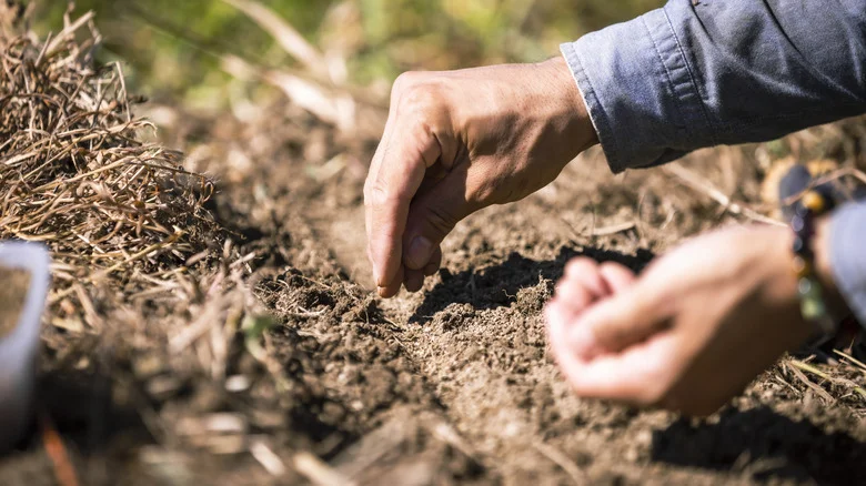 The Popular Veggie You Should Grow From Seed Instead Of A Seedling For A Better Harvest