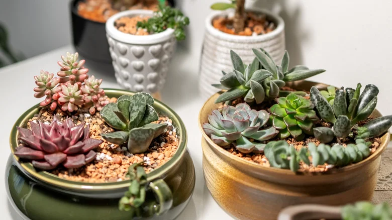 The Popular Watering Hack You Should Never Use On Succulents