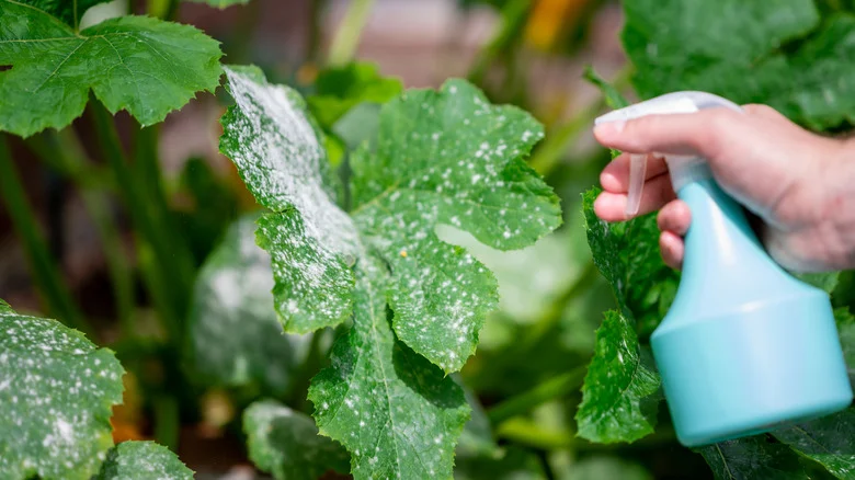 The Powdery Mildew In Your Garden Is No Match For This Kitchen Ingredient