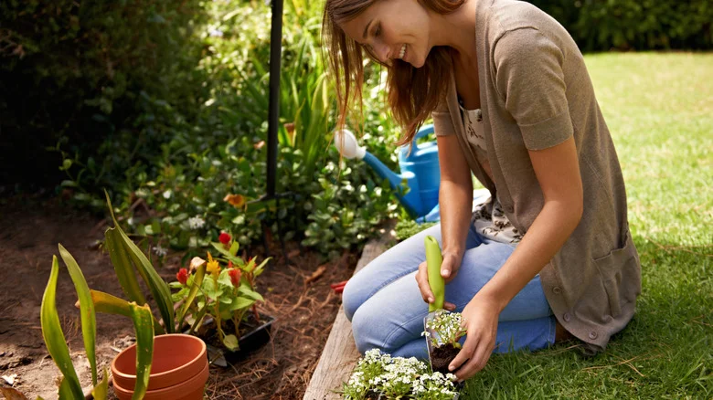 The Pretty Low-Growing Perennial Wildflower That’s Perfect For Filling Empty Garden Spaces