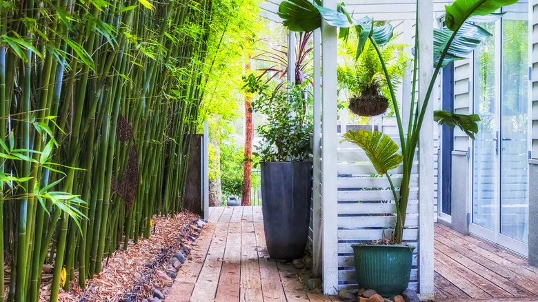 The Problem With Growing Bamboo That Most Gardeners Aren’t Aware Of