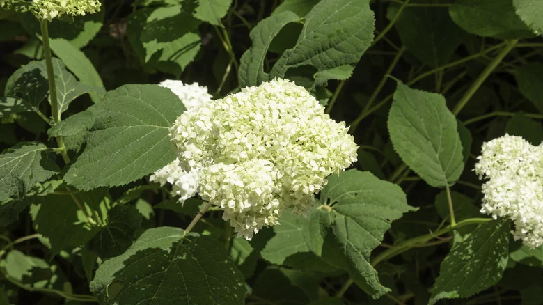 The Pruning Method That Gives Your Hydrangea Bigger (But Fewer) Blooms