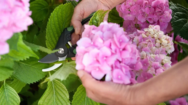 The Pruning Mistake That Could Cost You Next Year’s Hydrangea Blooms