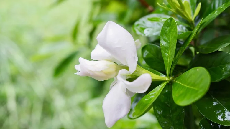 The Pruning Mistake That Is Causing Your Gardenia Not To Bloom