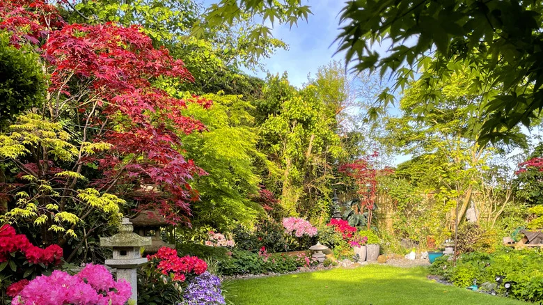 The Pruning Mistake To Avoid Making With Your Japanese Maple Tree