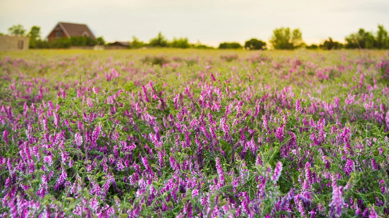 The Purple ‘Weed’ That You Don’t Need To Worry About Having In Your Lawn