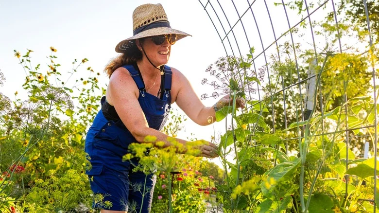 The Quick Trellis Hack You Can Do With A Simple Dollar Tree Item
